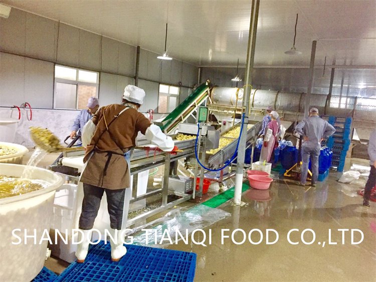 Factory white champignon in plastic drums