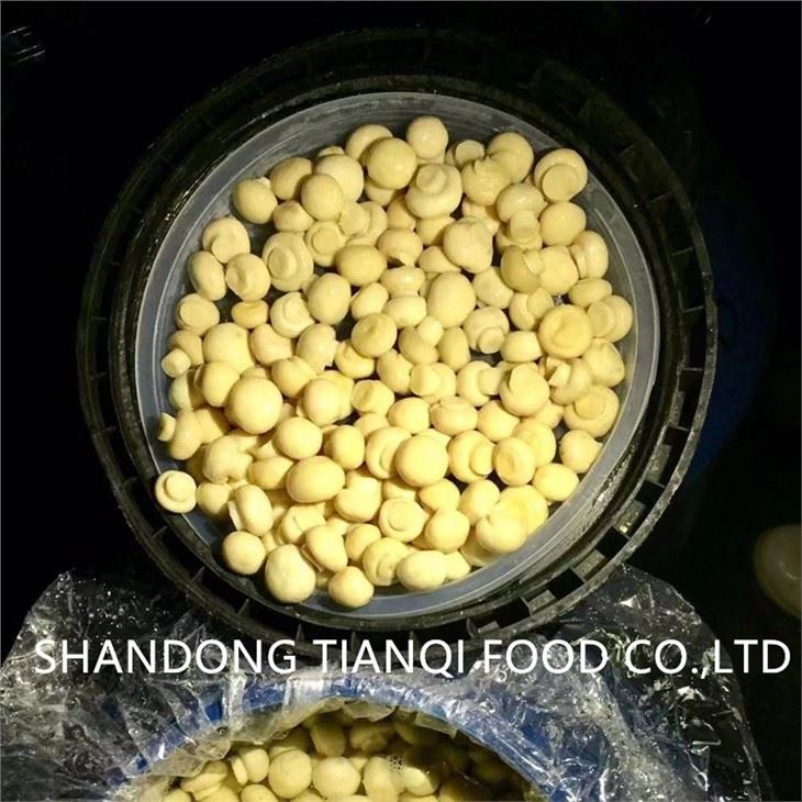 Best factory cultivated white mushroom in brine in drums
