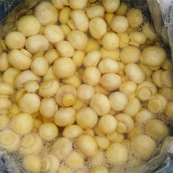 Khaws Dawb Mushroom nyob rau hauv chim