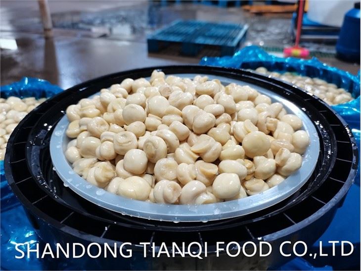Drum packing Champignon Mushroom in salted water