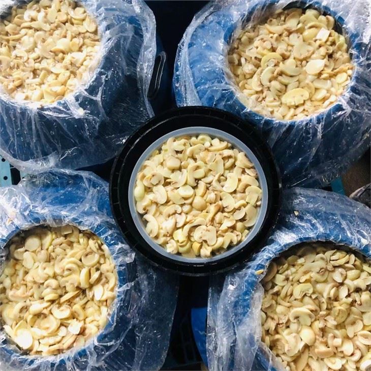 Preserved Brined Champignon White Mushroom in Drums