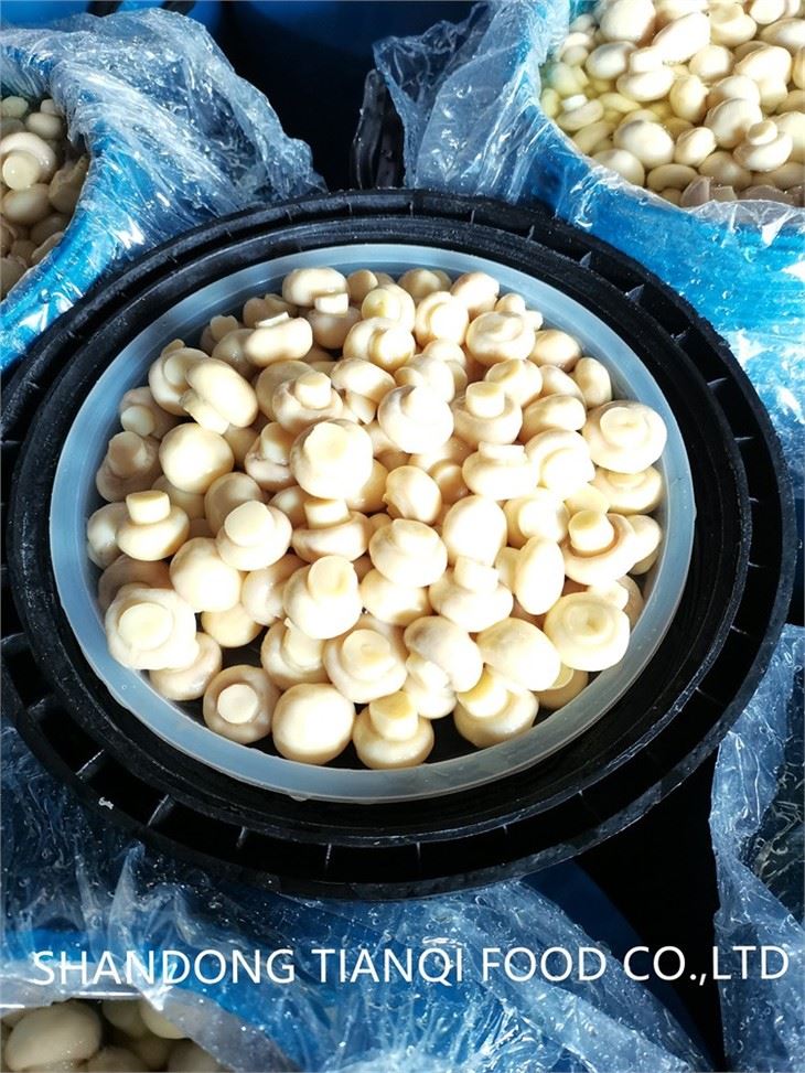 Preserved new crop white mushroom in brine in drums