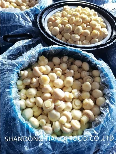 Mushroom nyob rau hauv Brine nyob rau hauv Drums nrog Private Label